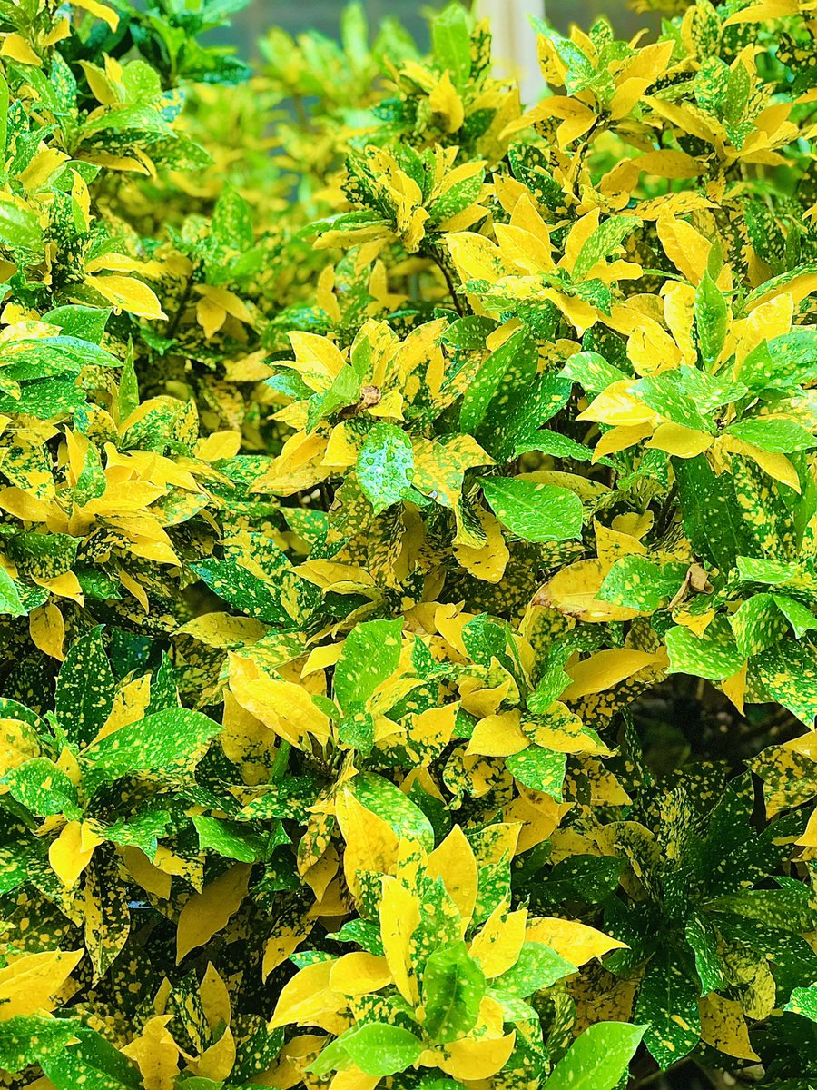 Anaskhadeejatu's tweet photo. #nature #green https://t.co/OpAaA0ErZz