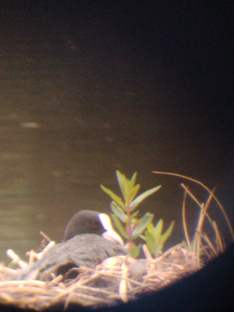 AilinKee's tweet image. Hv just picked up an old @KowaOptics &amp;amp; Slik tripod courtesy of the family of a birding enthusiast, Brian Thomas who sadly, passed away recently. Many thks to them, many more children &amp;amp; families will now be able to get up close to nature. #natureconnection #natureupclose