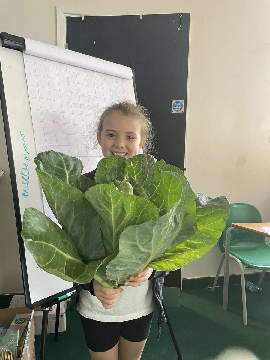 🥬 What a gift 🎁 E you have phenomenal green fingers! This is a giant! Mrs ad can’t wait to cook it up! 🥬