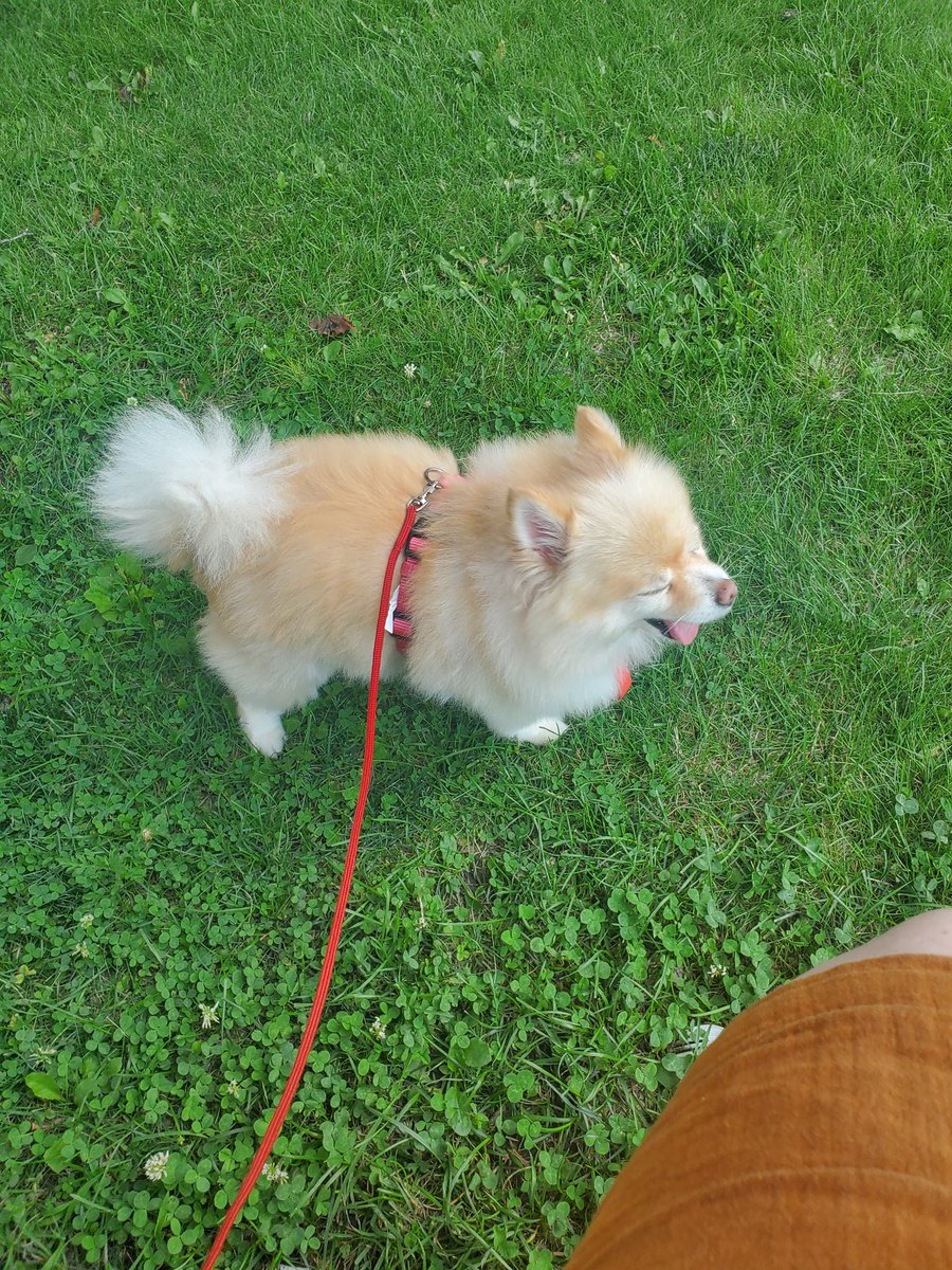 Cautiontail's tweet photo. My happy little house guest <3 
Louloulucy the puffliest little queen! https://t.co/QSpW9NkqRA