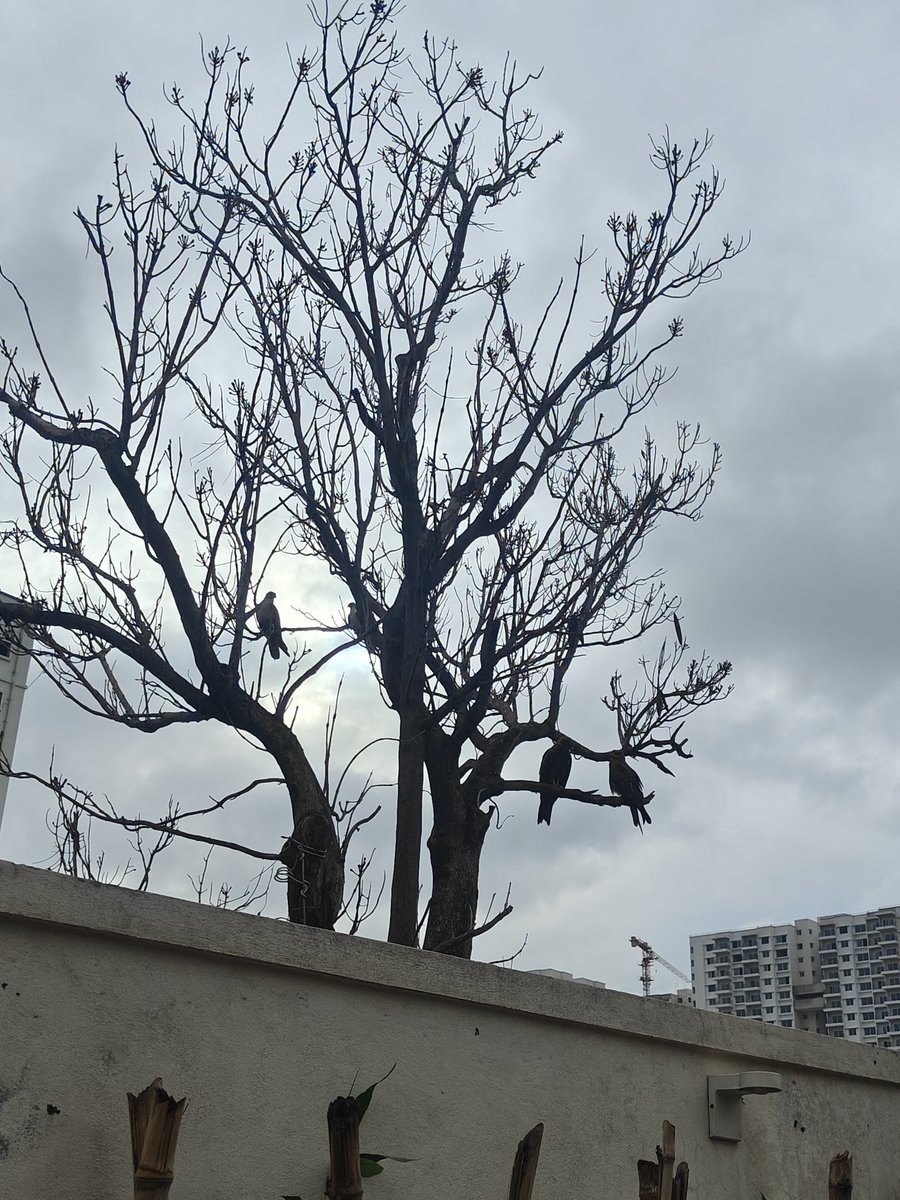 lukmtweeting's tweet photo. Haunts of greener pasts.. https://t.co/RVpQnEWKbY