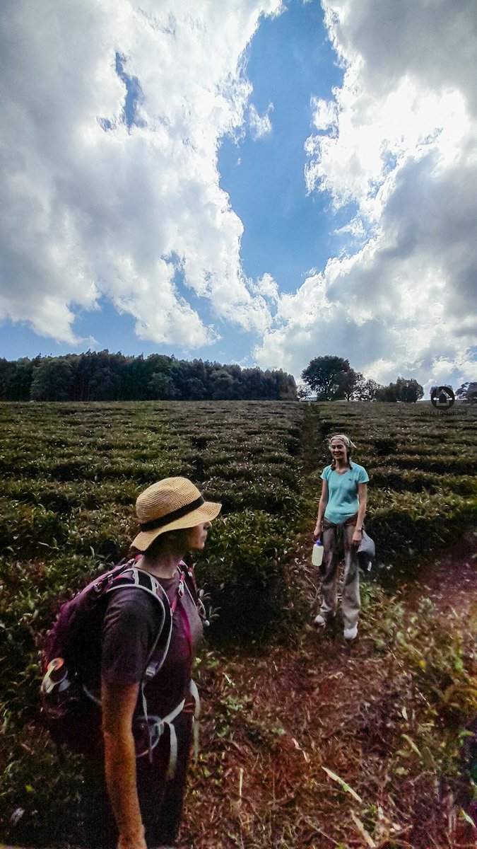 DanteOdero's tweet photo. Yet another great tour of @chesumotteaestate with @DallaAdventures

A beautiful tea farm with amazing lansdcapes; great forest cover and a great views. https://t.co/SpVykAo7hc