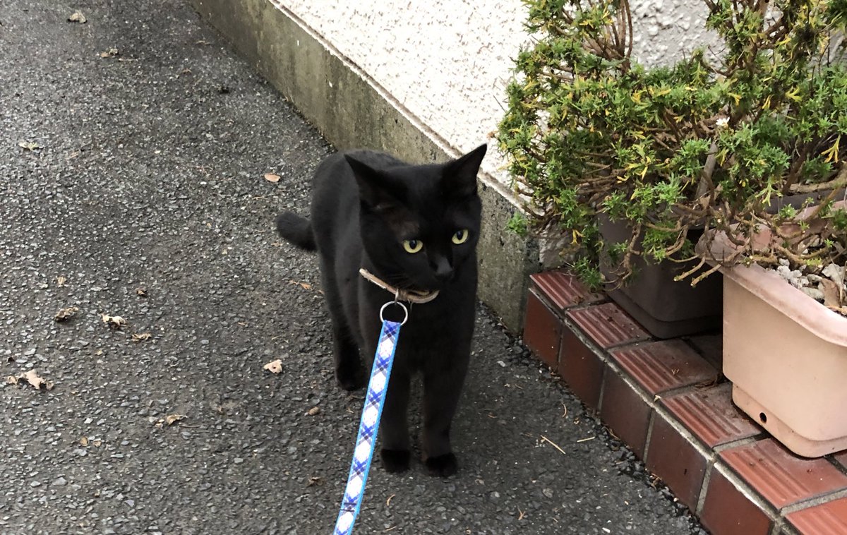 こっちゃんの大冒険@猫YouTuber tweet media