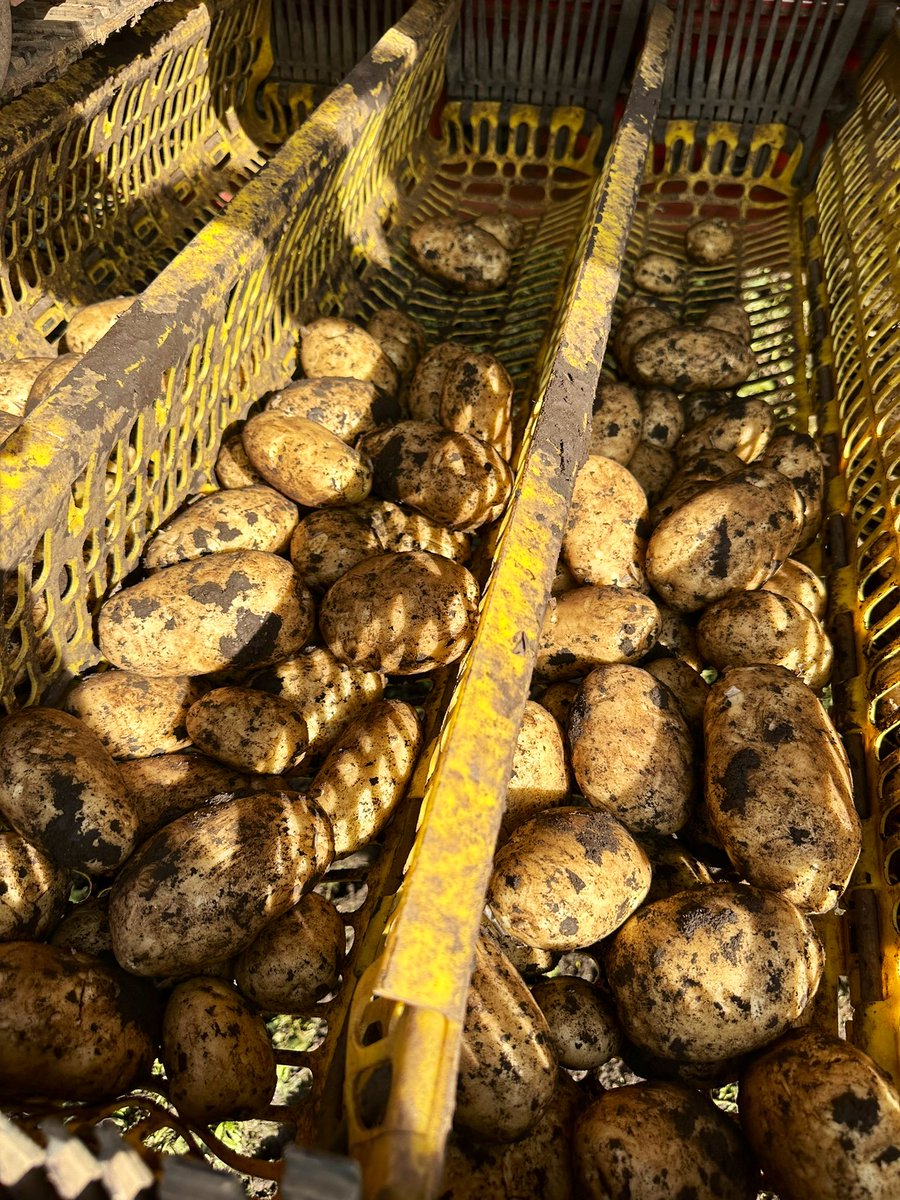 Oliver Dennis tweet media