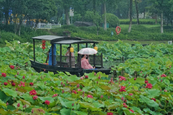 hangzhoufeel's tweet photo. 😍The lotus flowers at Xianghu Lake in #Hangzhou have ushered in their prime viewing period. They look absolutely stunning set off by the green leaves💚, especially when admired from a boat🚣. #BeautifulHangzhou https://t.co/ZEuqolTF7d