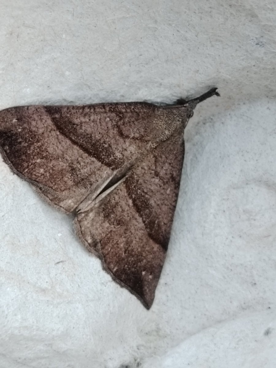 AilinKee's tweet photo. There was a bit of an improvement in my garden trap last Sat. 27 moths, 22 sp. Finally managed to photograph a Snout. Often it just escapes! Also noticed a few more butterflies about out on my wander over the weekend. 🤞🤞Things get better #mothmatters #invertebratesmatter https://t.co/6dK33vzoss