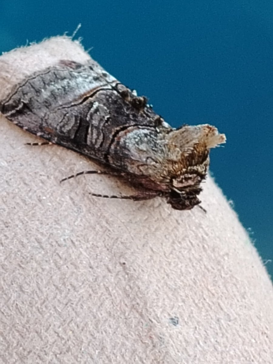 AilinKee's tweet photo. There was a bit of an improvement in my garden trap last Sat. 27 moths, 22 sp. Finally managed to photograph a Snout. Often it just escapes! Also noticed a few more butterflies about out on my wander over the weekend. 🤞🤞Things get better #mothmatters #invertebratesmatter https://t.co/6dK33vzoss