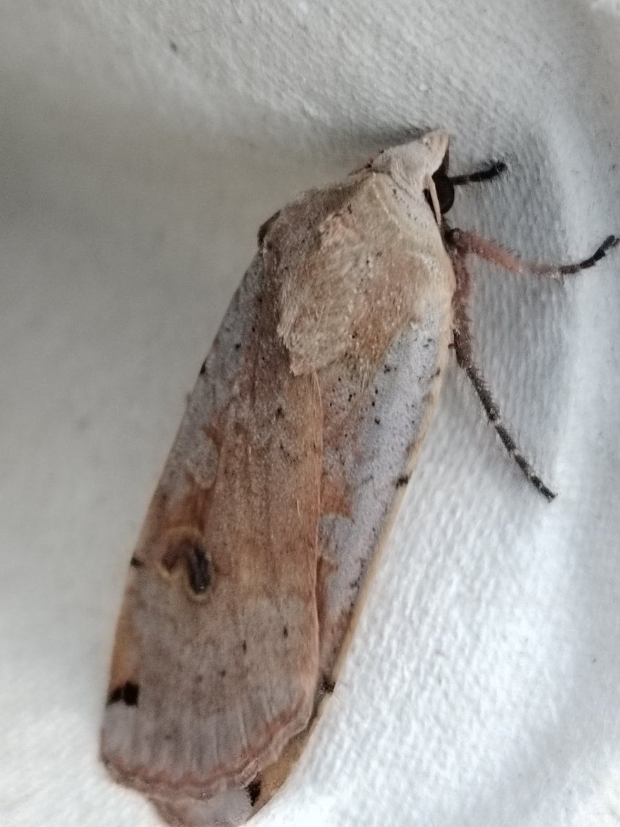 AilinKee's tweet photo. There was a bit of an improvement in my garden trap last Sat. 27 moths, 22 sp. Finally managed to photograph a Snout. Often it just escapes! Also noticed a few more butterflies about out on my wander over the weekend. 🤞🤞Things get better #mothmatters #invertebratesmatter https://t.co/6dK33vzoss