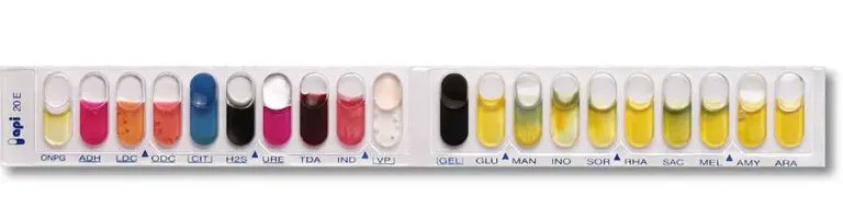 microbeonline's tweet photo. BioMérieux’s API (Analytical Profile Index) identification products are test kits for the identification of Gram-positive bacteria, Gram-negative bacteria, and yeast. The kits include strips that contain up to 20 miniature biochemical tests with a long shelf life. https://t.co/tQ0FfgSXlj