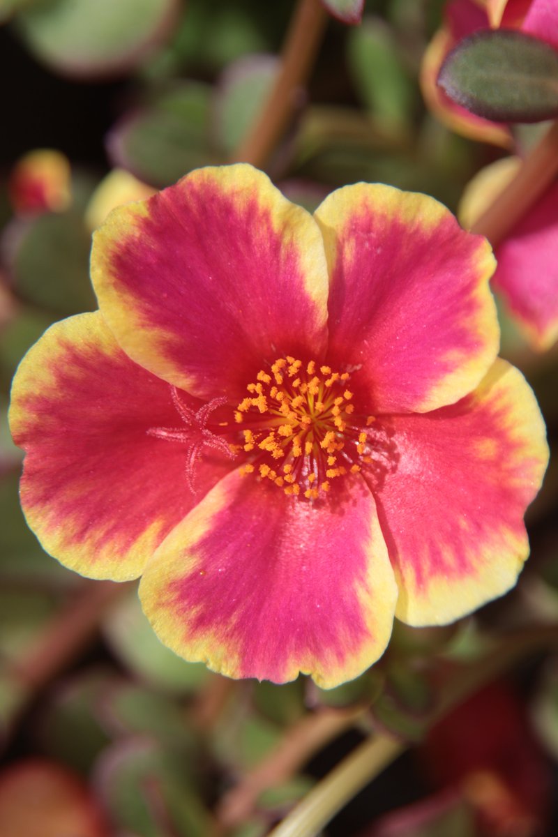 gontanokoneroku's tweet photo. Portulaca 😃
#Photography #Flowers #Portula https://t.co/xNcwGqH8D2