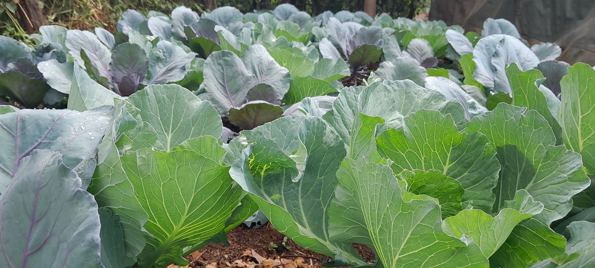 BusogaFarmers's tweet photo. With proper farm use, best yields are expected https://t.co/Xbj3caCJt7