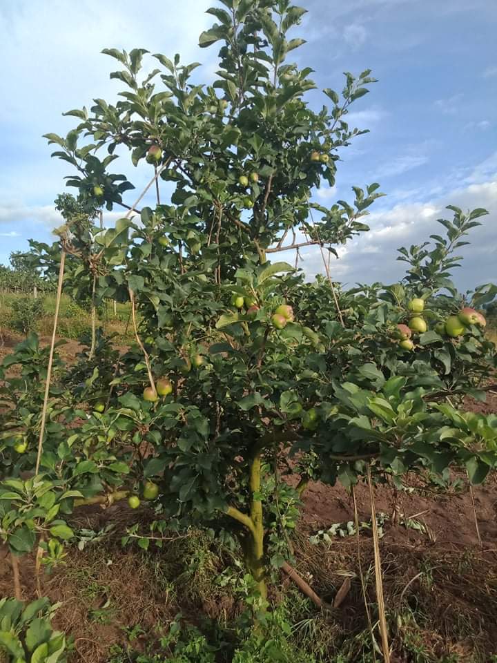 BusogaFarmers's tweet photo. Apple Farming can be very lucrative venture https://t.co/7vP4GJjWwN