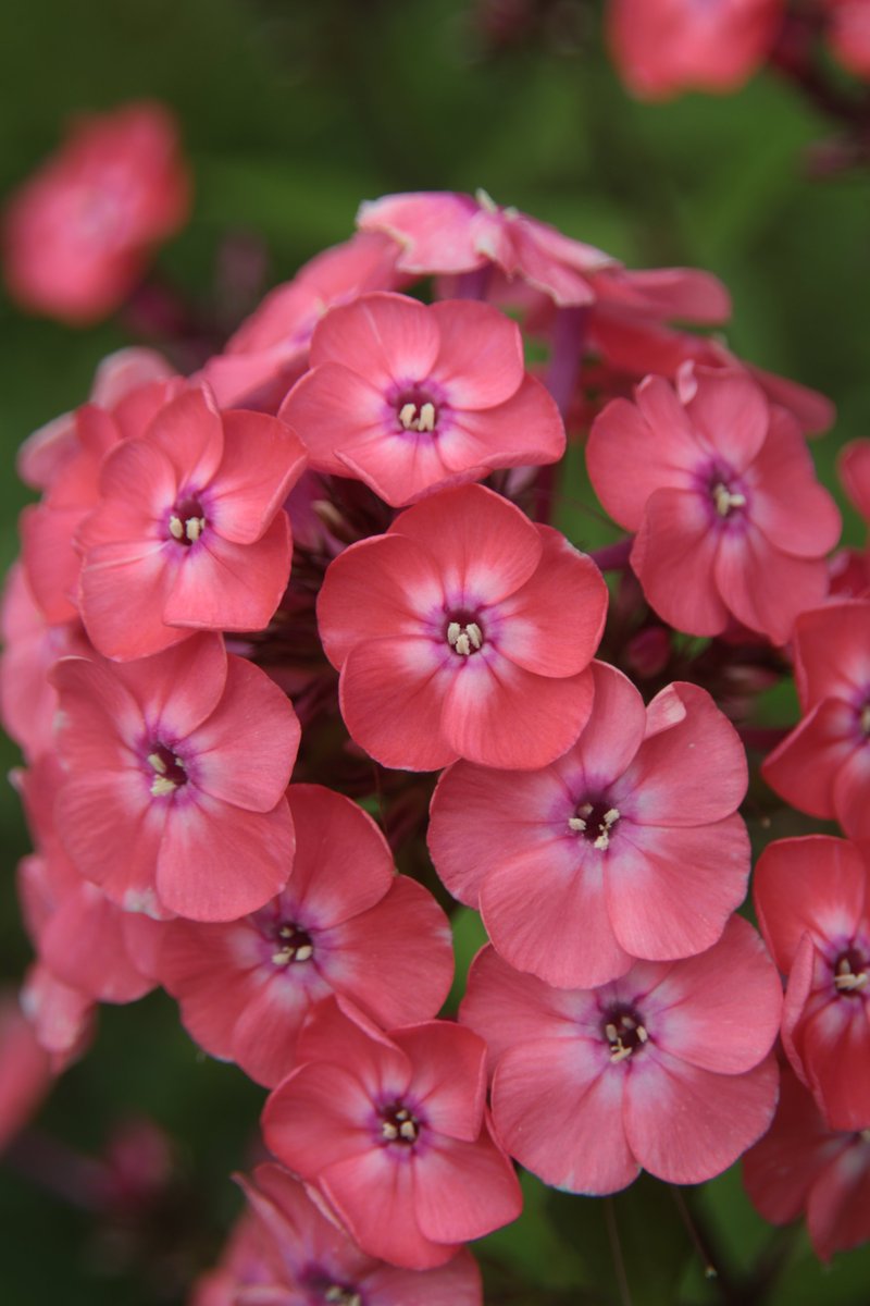 gontanokoneroku's tweet image. Phlox 😊

#Photography #Flowers #Phlox