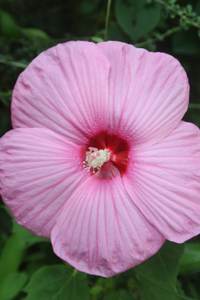 gontanokoneroku's tweet photo. Hardy Hibiscus 😊

#Photography #HibiscusMoscheutos #HardyHibiscus https://t.co/wn9Cjdvg7x
