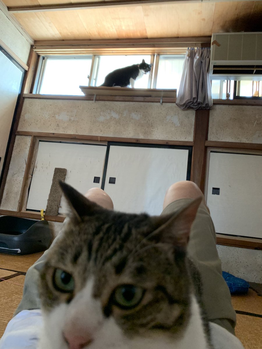 車庫のアマラとクロ
とにかく仲悪い。
1年経っても