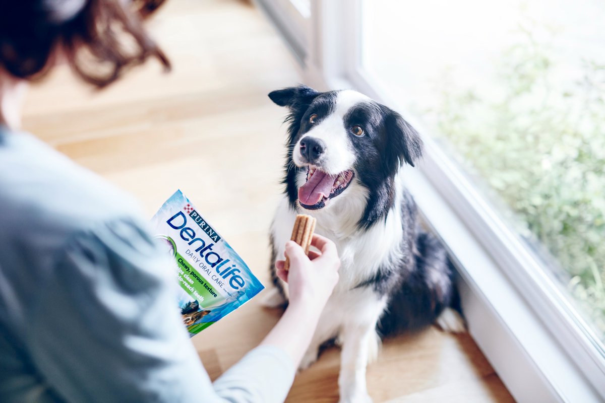 standardrewards's tweet photo. Get £1 off your next purchase of Dentalife products for your pet:

https://t.co/gAKW1AMLNF https://t.co/wuMOMhEUDh