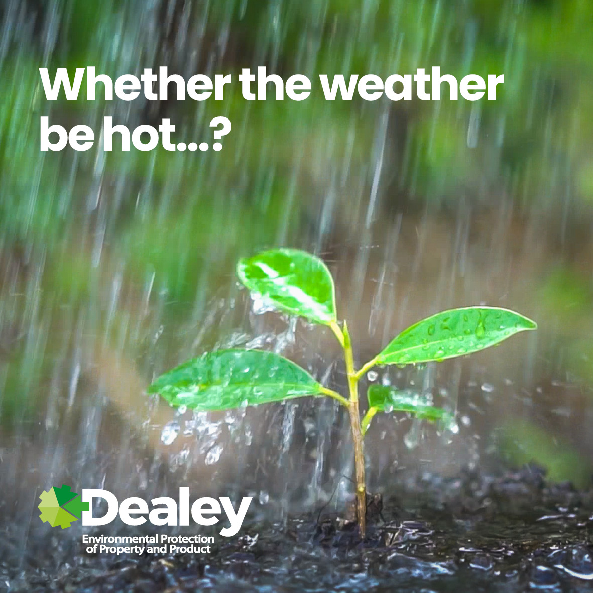dealeypest's tweet image. Every farmer is hoping that if it rains today St Swithin&apos;s Day will be a load of rubbish!! We certainly don&apos;t want 40 days and nights of rain this close to harvest. Insects love a bit of warm, damp grain to make a home in. #StSwithinsDay #PestControlServices