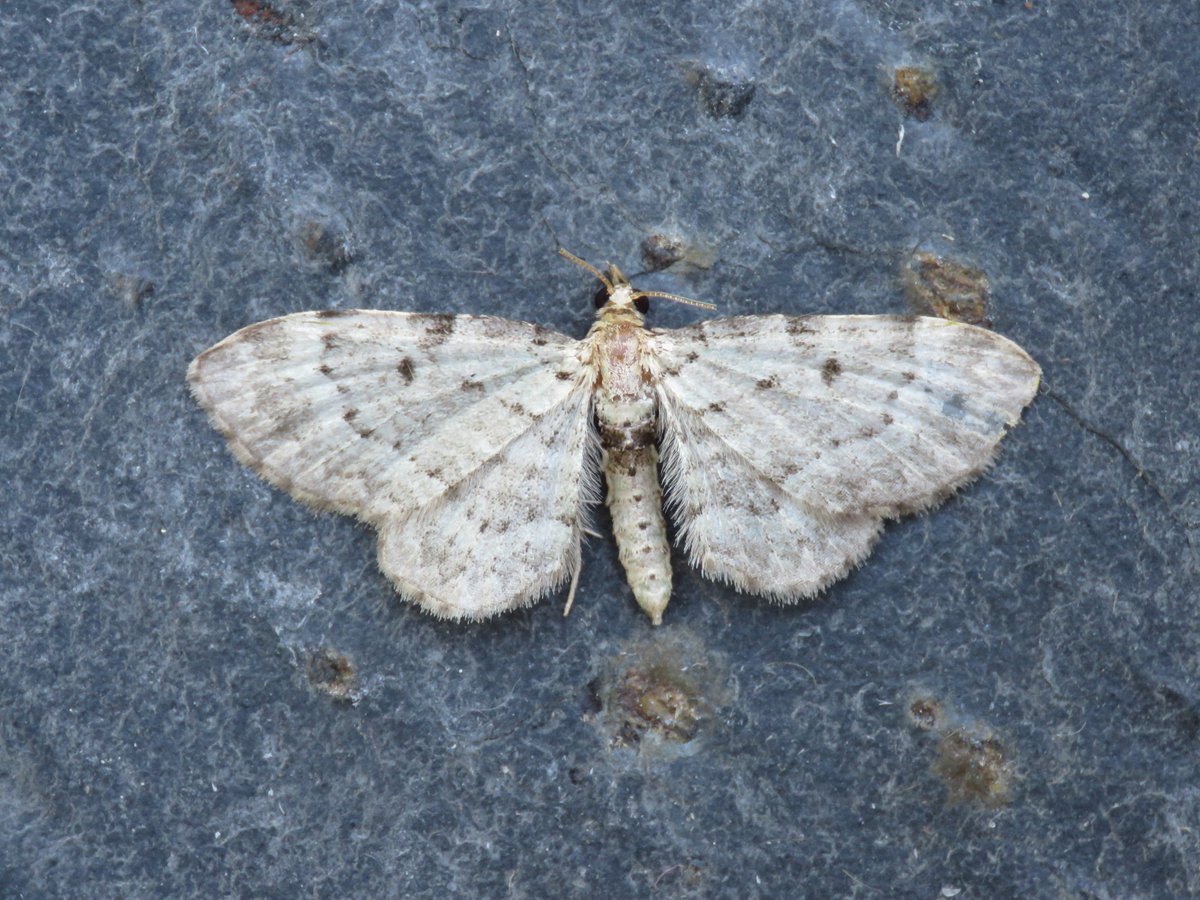 I've never manged to find this pug where it belongs among the bilberries. But in 2020 I found it on a crash barrier down the road and last night it became a garden tick. Numbers looking better last night with 293 moths of 88 species in the garden traps #VC64 #Otley