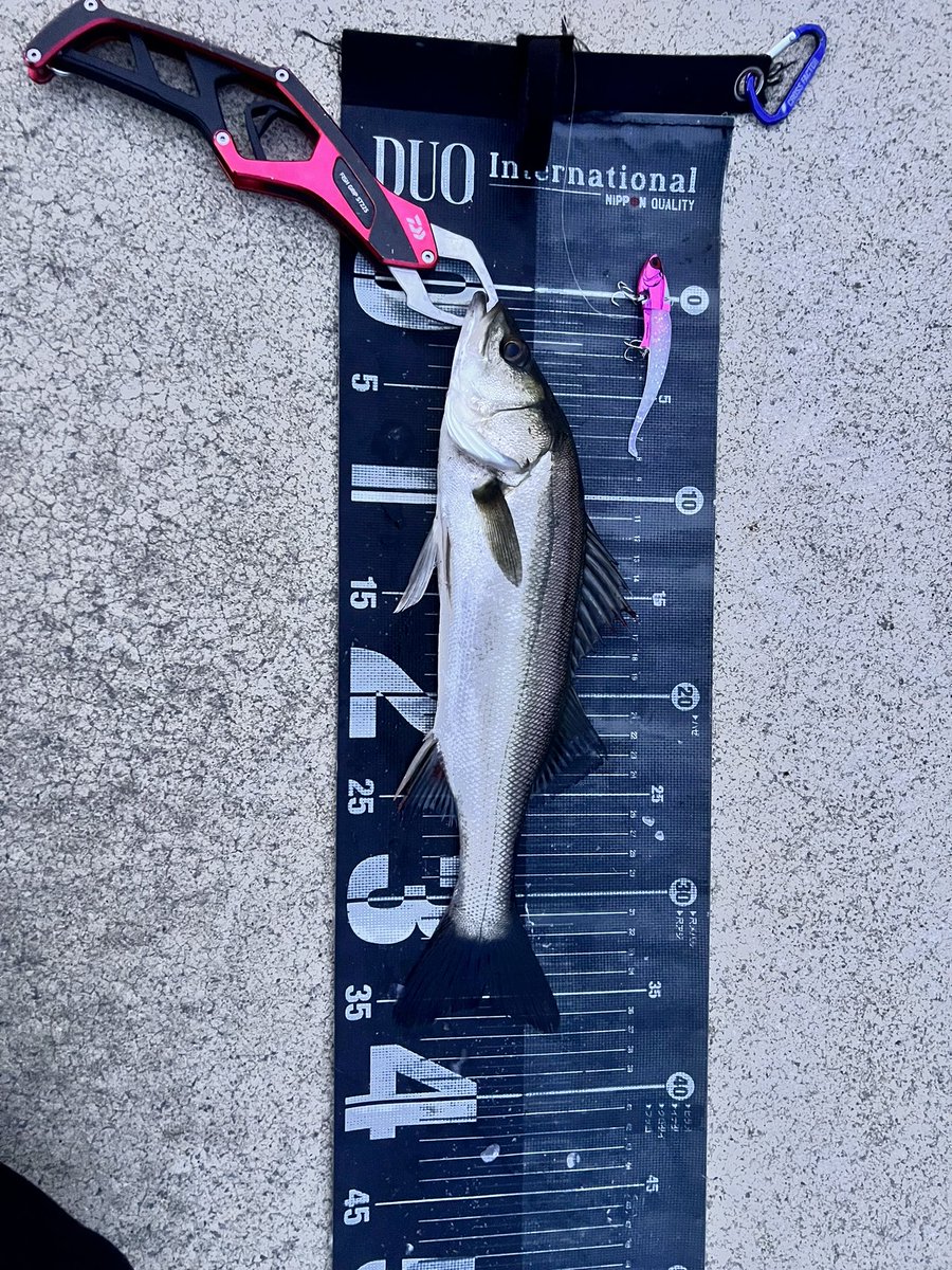 1日で奇跡の4匹！