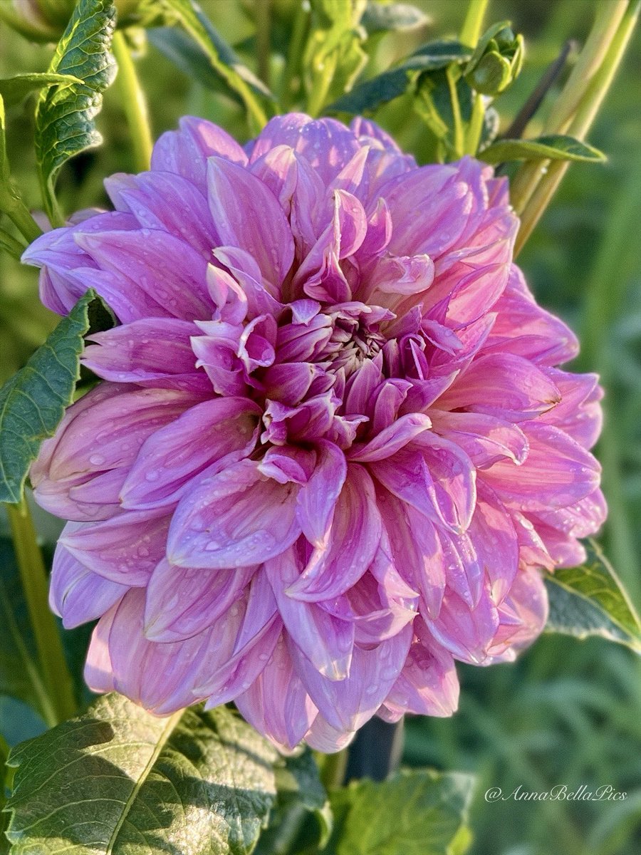 AnnaBellaPics's tweet photo. Dahlia ‘Lavender Perfection’ looking very pretty in pink🌸🩷 Wishing you all a very happy new week🌿 #flowers #gardening https://t.co/ceQYdhFDdY
