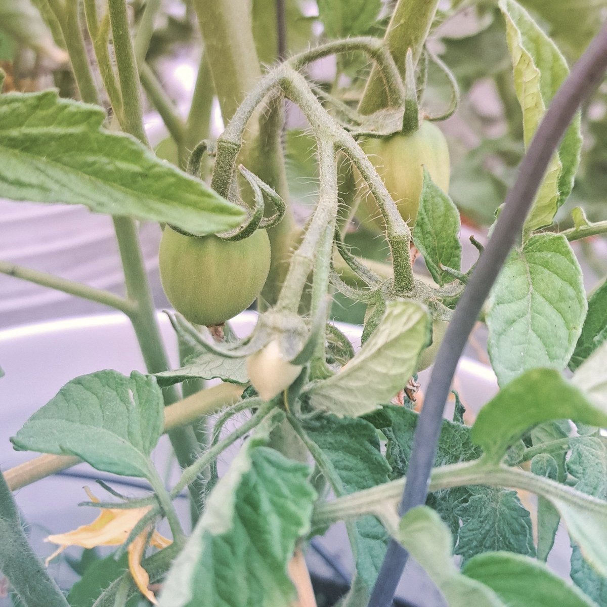 Garden update: My buckets have tomatoes 🍅 on them! #GardeningTwitter