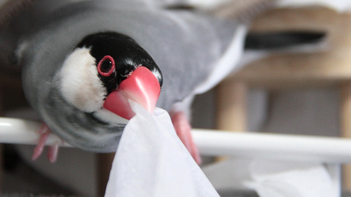 桜文鳥のメッシ tweet media