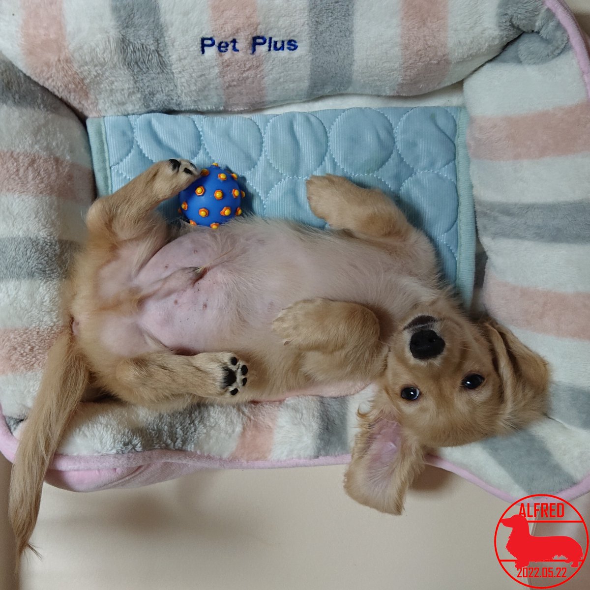 Alfred_dhk's tweet photo. 2022/5/22：はじめてのへそ天。リラックスできたかな？My first belly trap.Did you feel relaxed?(May.22,2022)
#dogstagram #dachshundgram #カニンヘンダックスフンド #だっくすぐらむ #愛犬成長記録 #愛犬との暮らし https://t.co/VQpPXgmpB3