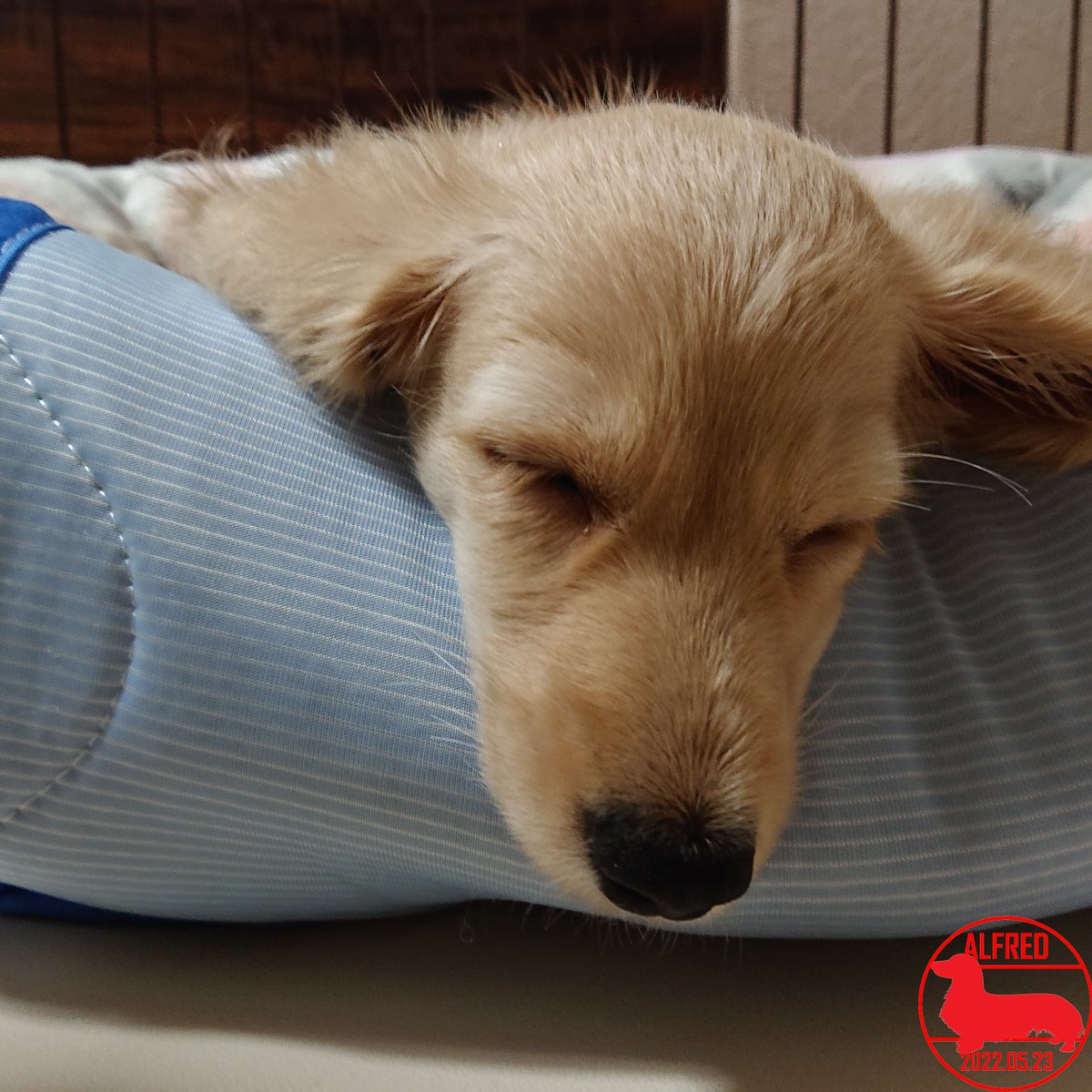 Alfred_dhk's tweet photo. 2022/5/23：熟睡中。何の夢を見ているの？Sleeping soundly. What are you dreaming about?(May.23,2022)
#dogstagram #dachshundgram #カニンヘンダックスフンド #だっくすぐらむ #愛犬成長記録 #愛犬との暮らし https://t.co/oEKYsuZo3L