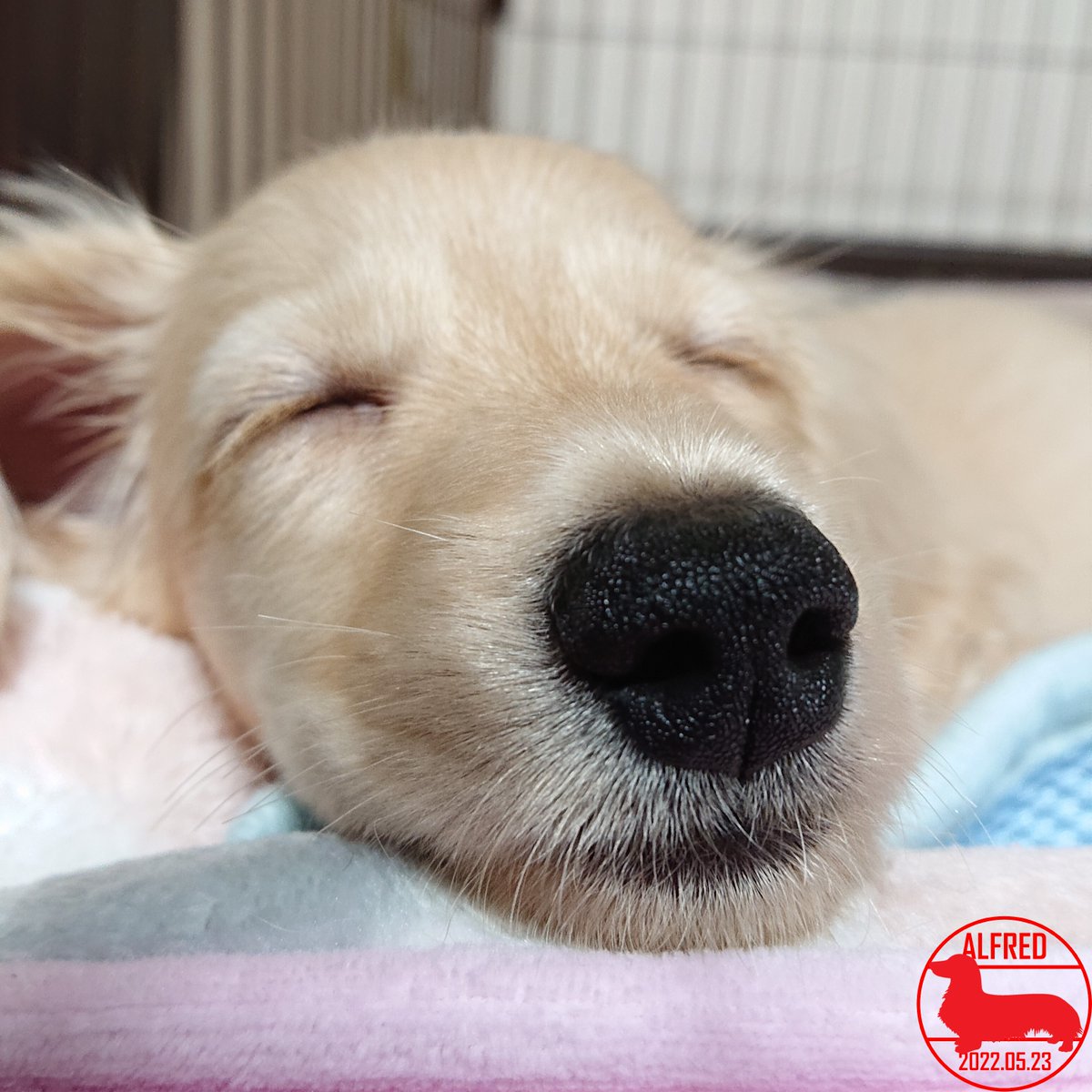 Alfred_dhk's tweet photo. 2022/5/23：熟睡中。何の夢を見ているの？Sleeping soundly. What are you dreaming about?(May.23,2022)
#dogstagram #dachshundgram #カニンヘンダックスフンド #だっくすぐらむ #愛犬成長記録 #愛犬との暮らし https://t.co/oEKYsuZo3L