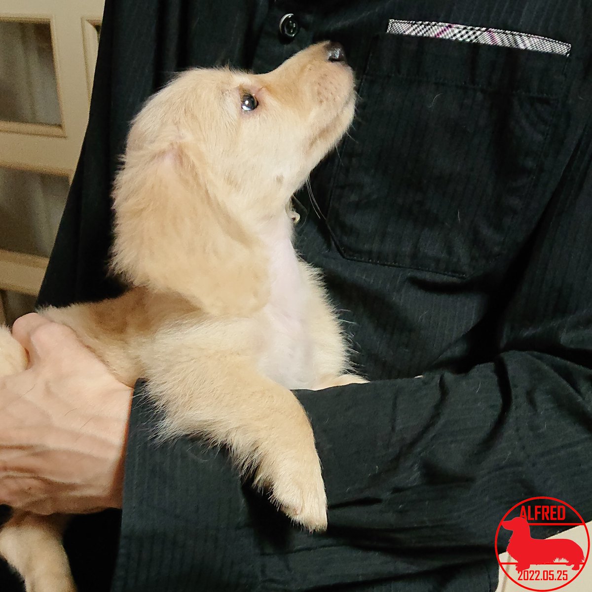 Alfred_dhk's tweet photo. 2022/5/25：あっ...！だっこしたら、おすまし顔です。Ah...! I put him in my arms and he makes a face like straight face.(May.25,2022)
#dogstagram #dachshundgram #カニンヘンダックスフンド #だっくすぐらむ #愛犬成長記録 #愛犬との暮らし https://t.co/IUPzIG5s1y