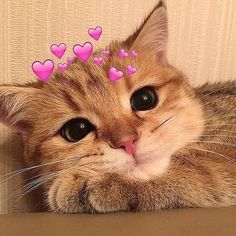 flore_scent_'s tweet photo. aku ketika dipanggil dedek sama mamah @S_GraciaJKT48 https://t.co/VM96hW7PHW