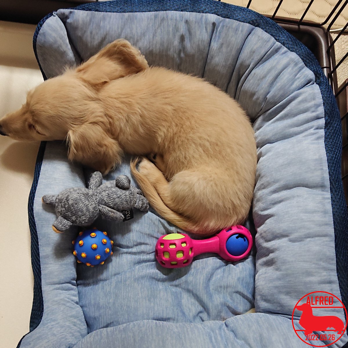 Alfred_dhk's tweet photo. 2022/5/26：食後の休憩タイム。眠くてうとうとしています。Break time after lunch. They are sleepy and slumbering.(May.26,2022)
#dogstagram #dachshundgram #カニンヘンダックスフンド #だっくすぐらむ #愛犬成長記録 #愛犬との暮らし https://t.co/p1hswbZK6w