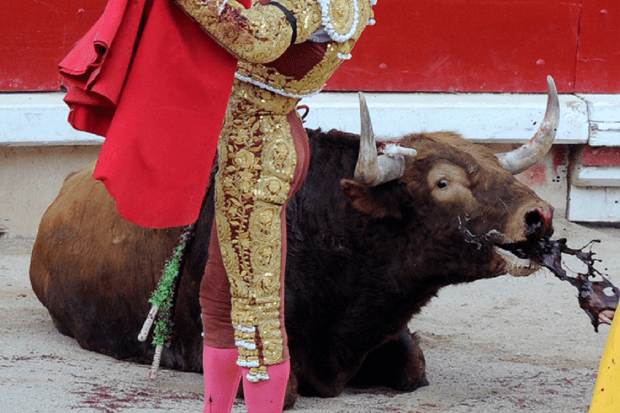 ¿Vais a mostrar lo que hacéis con los toros a niños y niñas?

Vaya aberración habéis subvencionado. Atávicos🤮