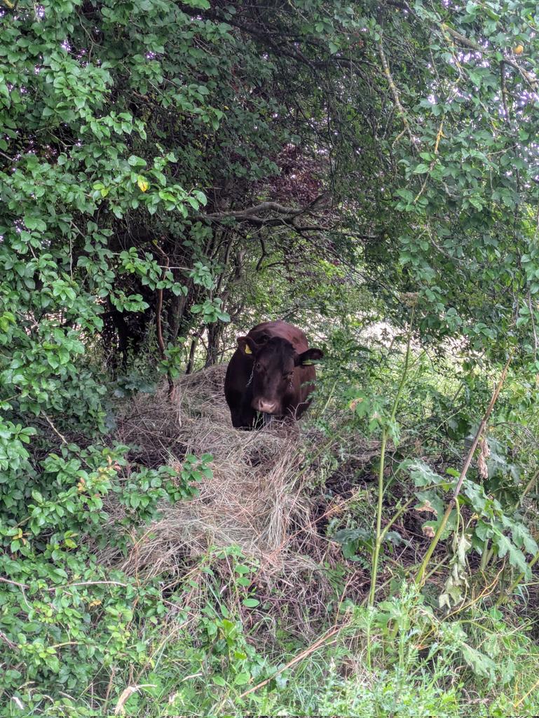 EmilyC_Fox's tweet photo. Fantastic to be in Tolworth this morning on behalf of @WildLondon to celebrate the launch of the Wild Tolworth project - which aims to bring #urbanrewilding to communities in Kingston 🐮🪲🌿Thnx for having me along! https://t.co/XfiOcgANvV