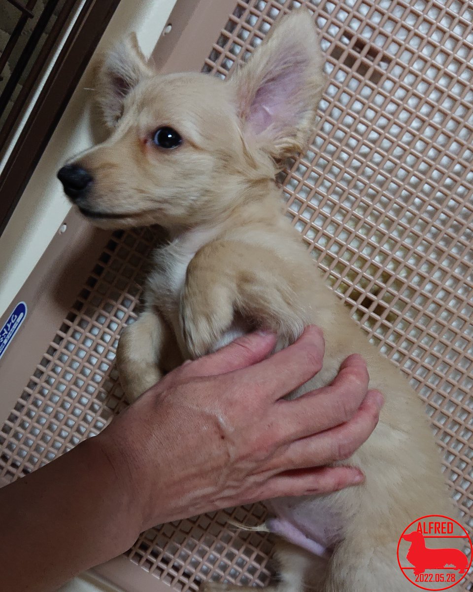 Alfred_dhk's tweet photo. 2022/5/28：トイレトレーが好きでよく寝ころんでいます。He likes the toilet tray and often lays down on it.(May.28,2022)
#dogstagram #dachshundgram #カニンヘンダックスフンド #だっくすぐらむ #愛犬成長記録 #愛犬との暮らし https://t.co/Zl5r6pBgeb