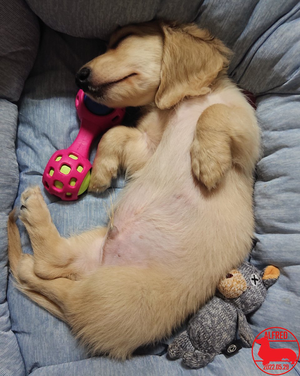 Alfred_dhk's tweet photo. 2022/5/29：よく寝ていましたが、ご飯の匂いで目が覚めました。Alfred was sleeping well, but the smell of food woke him up.(May.29,2022)
#dogstagram #dachshundgram #カニンヘンダックスフンド #だっくすぐらむ #愛犬成長記録 #愛犬との暮らし https://t.co/TGbw6avzBP