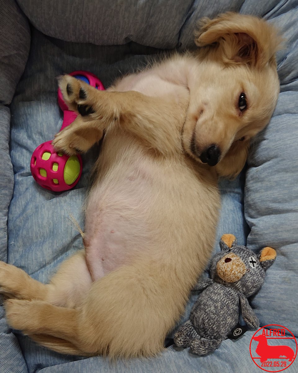 Alfred_dhk's tweet photo. 2022/5/29：よく寝ていましたが、ご飯の匂いで目が覚めました。Alfred was sleeping well, but the smell of food woke him up.(May.29,2022)
#dogstagram #dachshundgram #カニンヘンダックスフンド #だっくすぐらむ #愛犬成長記録 #愛犬との暮らし https://t.co/TGbw6avzBP