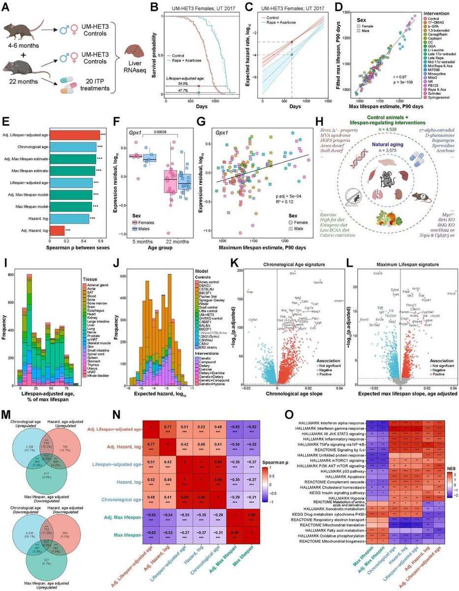 Biomarkers of Aging Consortium (@agingbiomarkers) on Twitter photo 🧵 1/6 In this landmark collaborative study, several Consortium colleagues, including <a href="/KejunYing/">Kejun (Albert) Ying</a>, <a href="/mahdi_moqri/">Mahdi Moqri, PhD</a>, & <a href="/gladyshev_lab/">Gladyshev Lab</a>, explored molecular mechanisms of aging and mortality using RNA-seq analysis on mice treated with 20 compounds, utilizing 4,000+ mouse tissue samples. 🧵 1/6 In this landmark collaborative study, several Consortium colleagues, including <a href="/KejunYing/">Kejun (Albert) Ying</a>, <a href="/mahdi_moqri/">Mahdi Moqri, PhD</a>, & <a href="/gladyshev_lab/">Gladyshev Lab</a>, explored molecular mechanisms of aging and mortality using RNA-seq analysis on mice treated with 20 compounds, utilizing 4,000+ mouse tissue samples.