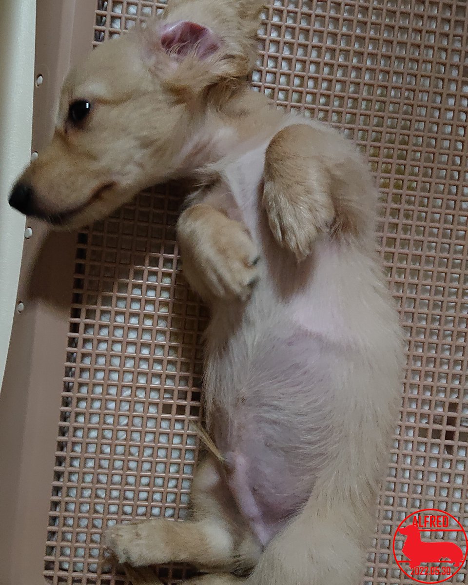 Alfred_dhk's tweet photo. 2022/5/30：またトイレトレーで寝ています。そこはベッドではないよ！Alfred is sleeping on the potty tray again. It's not a bed there!(May.30,2022)
#dogstagram #dachshundgram #カニンヘンダックスフンド #だっくすぐらむ #愛犬成長記録 #愛犬との暮らし https://t.co/RlzMYXKsPY