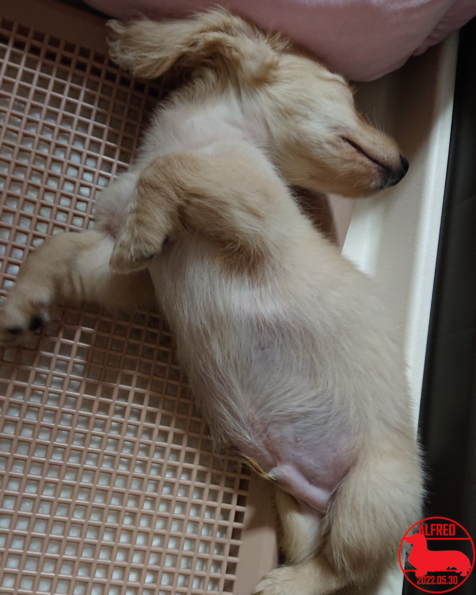 Alfred_dhk's tweet photo. 2022/5/30：またトイレトレーで寝ています。そこはベッドではないよ！Alfred is sleeping on the potty tray again. It's not a bed there!(May.30,2022)
#dogstagram #dachshundgram #カニンヘンダックスフンド #だっくすぐらむ #愛犬成長記録 #愛犬との暮らし https://t.co/RlzMYXKsPY