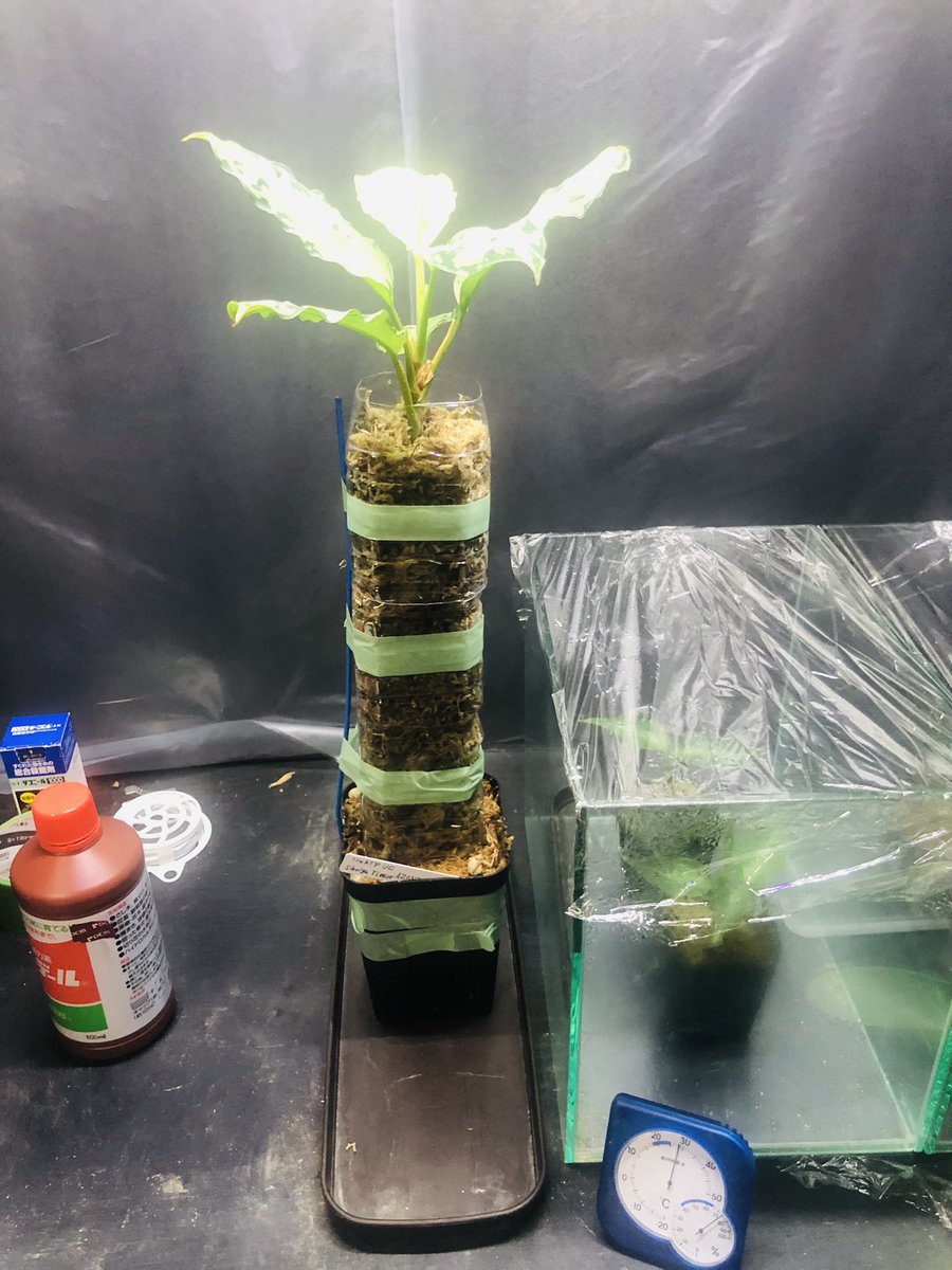 billyx2billyx2's tweet photo. リベンジアグラオネマ🌱
買って半月...水苔にカビ生えるわ
虫湧くわ　写真2枚目奥の個体も切り口が菌で侵されてるし水苔ってどうやって皆さん管理してるんだろう？😇
この状態のまま放置でいいのだろうか🤔 https://t.co/EX7ZpCwsmk