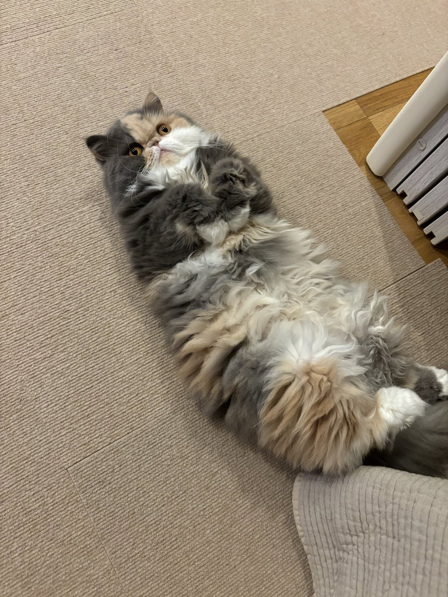 chankorovsky's tweet photo. ふと見るといつも落ちている　 #ねこ落ち選手権 https://t.co/ovfo88Nn6p