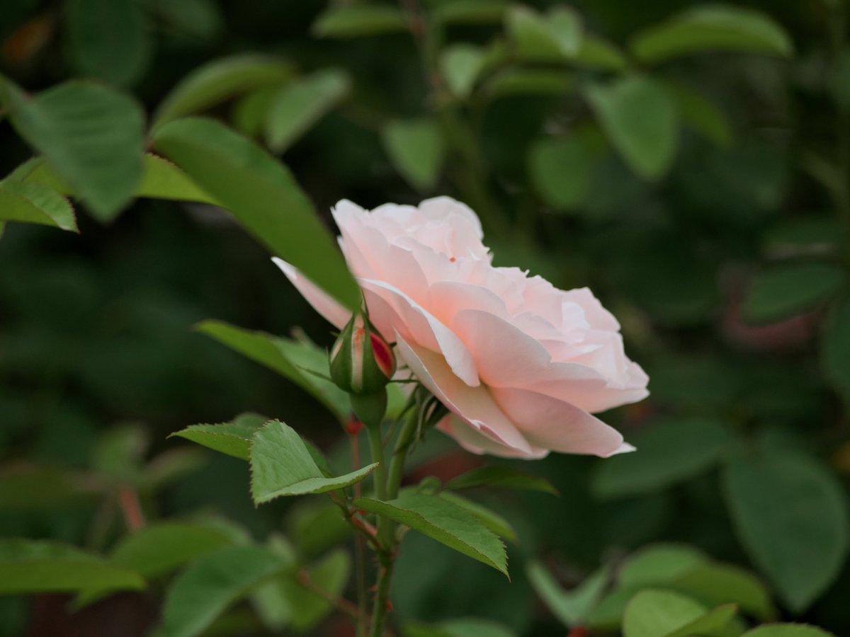 hirorin4649's tweet photo. #ウィンチェスター・キャシードラル
#TLを花でいっぱいにしよう
#TLをバラでいっぱいにしよう
#ルミナーと作るわたしの世界
#LuminarAI
2024.6.17 https://t.co/tuCjBaouPf
