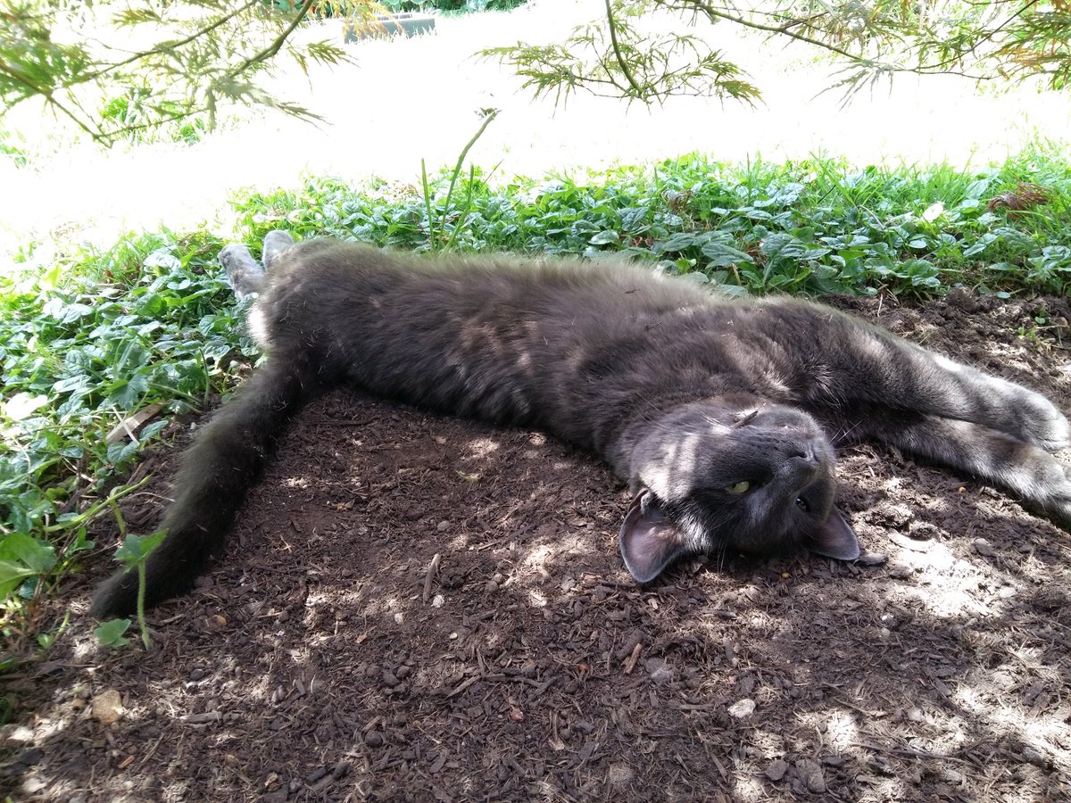 Joey: Chillaxin in the garden #TheCatPack #CatsOfX #CatsOfTwitter #DinoFrankieJoey
