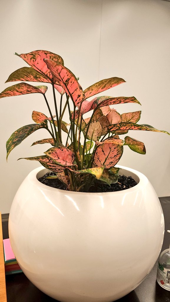 sonyv_Gal4's tweet photo. Fancy leaf #caladiums caladiums can be grown as #houseplants. They are popular for their vibrant and colorful foliage, which can add a #decorative touch to indo spaces. Caladiums thrive in bright, indirect light and require warm temperatures and high humidity to flourish indoors. https://t.co/TXwQR2vVXJ
