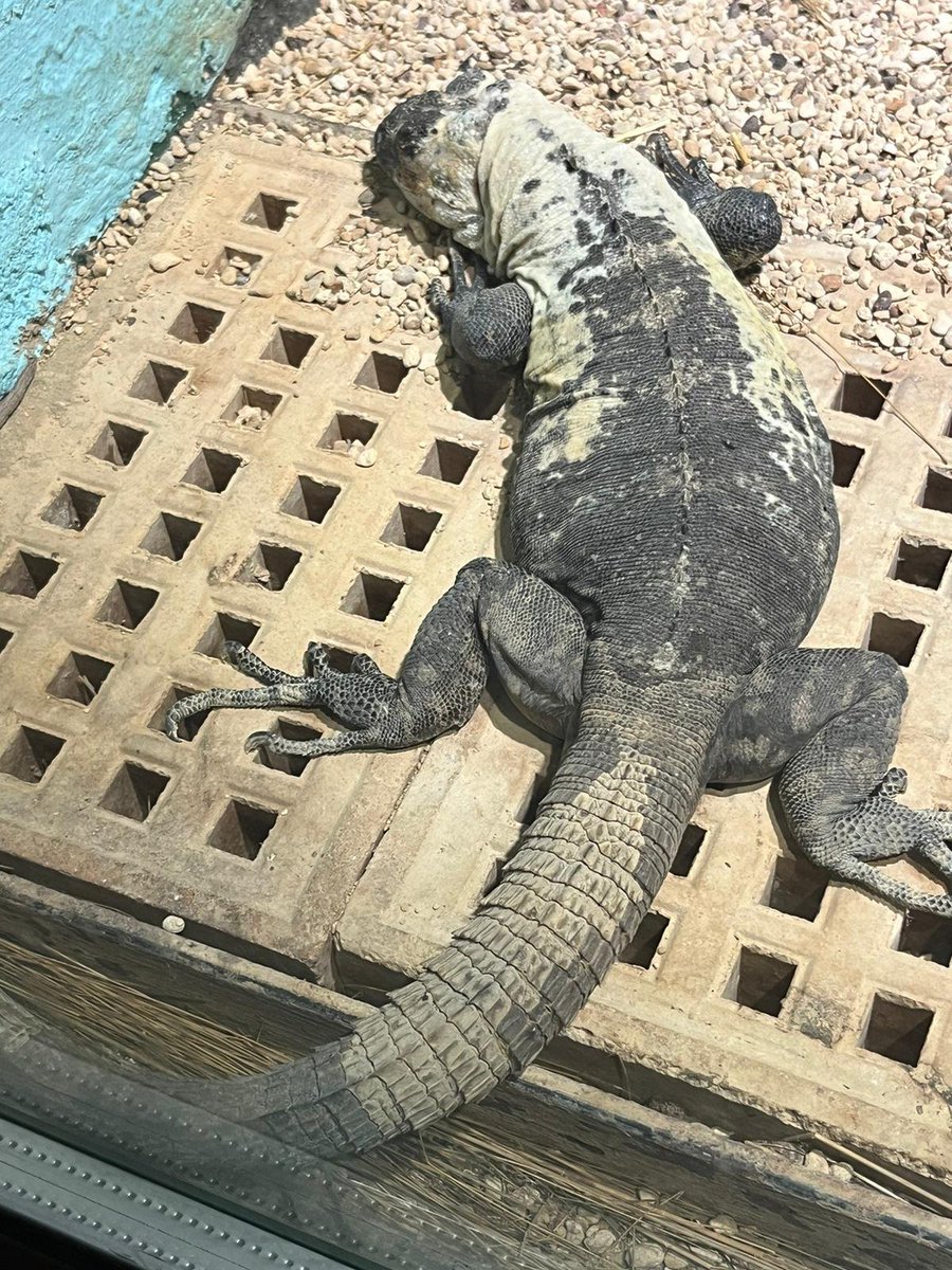 Can't miss this amazing creature off the photos. @cots