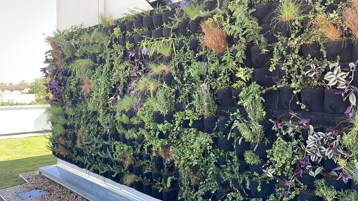 UrbanGreeningEU's tweet photo. 🌿 CoVE Spain develops a vertical garden at the Valencian company Paimed. This educational space allows students to learn firsthand about urban gardening, greening, and sustainability!! #UrbanGreening #Sustainability #UrbanGardening #CoVE #GreenInnovation #EFALaMalvesia #Projar https://t.co/ZaG8G9LPOv