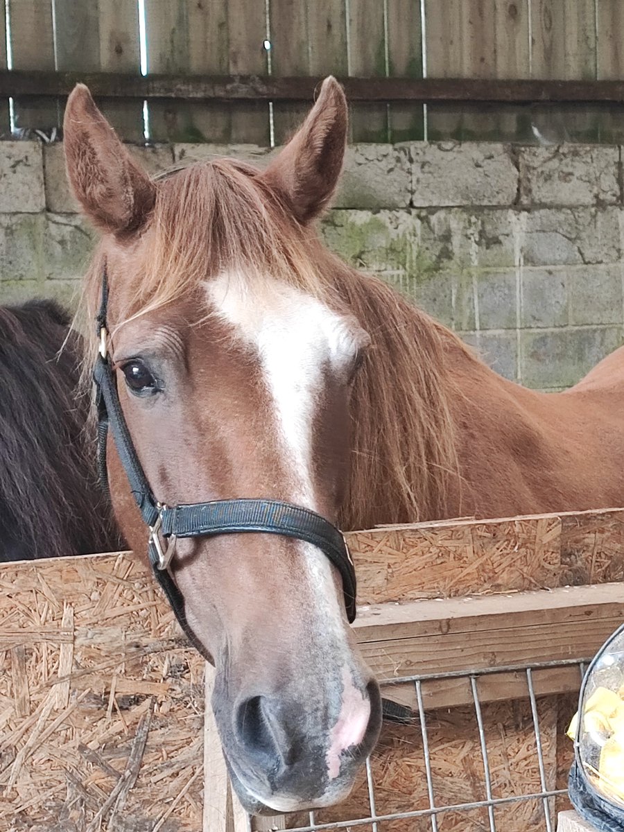 Calling Artists &amp; Photographers! Would you like to see your art or photographs featured on Christmas Cards &amp; a Calendar? Then enter this competition from the Lluest Horse &amp; Pony Trust (registered charity). For more info see: lluesthorseandponytrust.co.uk  (Closing date 31st July)