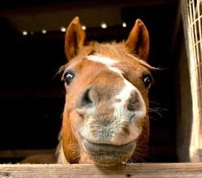 erkek at kapıyı çalmış kadın at da kapıyı açmış demiş ki beygir