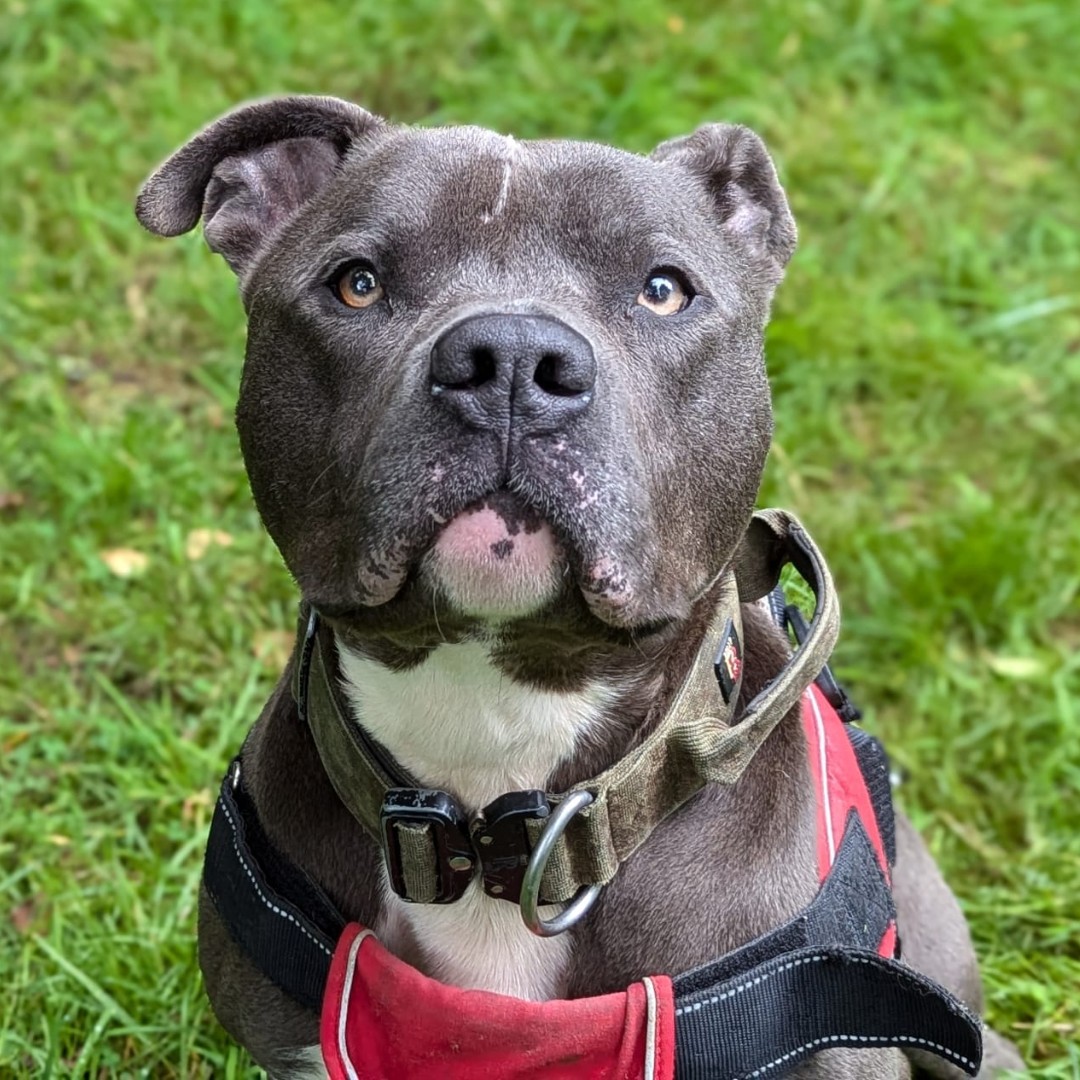 The ISPCA is deeply disappointed and concerned to hear the recent announcement from Minister Heather Humphreys, outlining a plan for XL Bully dogs to be banned, under new regulations to be introduced later this year.

Read the full ISPCA statement: ispca.ie/ispca-raises-c…